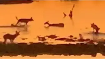 Video thumbnail for Impala Gets Stuck in Mud During Wild Dog Hunt