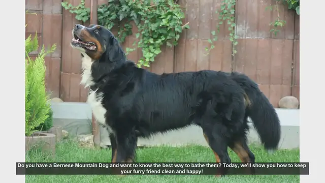 Video thumbnail for How to Bathe Your Bernese Mountain Dog: Step-by-Step Guide