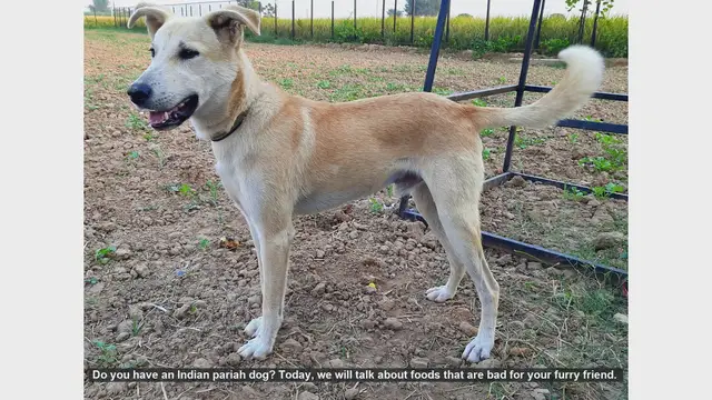Video thumbnail for Foods to Avoid for Your Indian Pariah Dog
