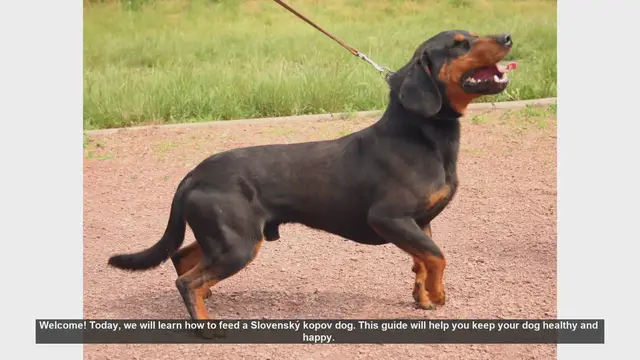 Video thumbnail for How to Feed Your Slovenský Kopov Dog: A Complete Guide