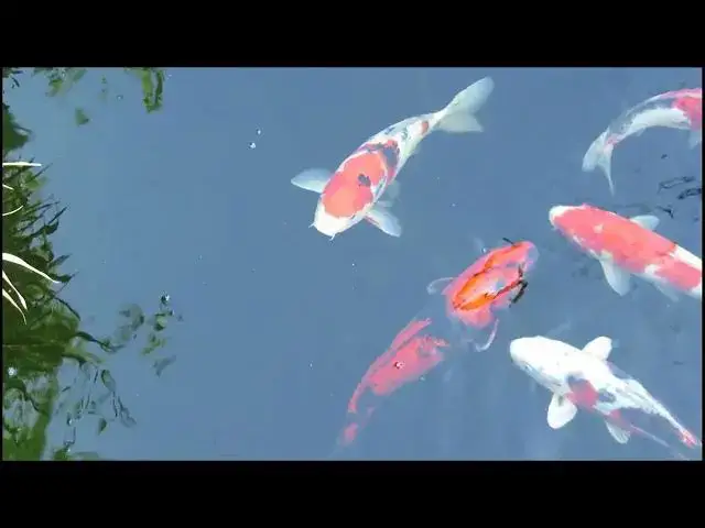 Video thumbnail for Koi Fish and Samurai Symbols of Strength in Japanese Culture