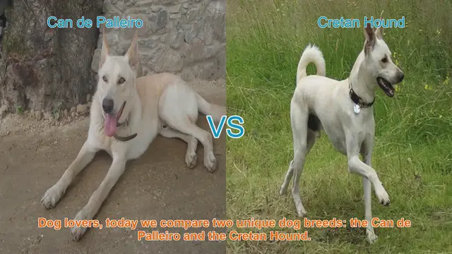 Video thumbnail for Comparing Can de Palleiro and Cretan Hound: A Guide for Dog Lovers