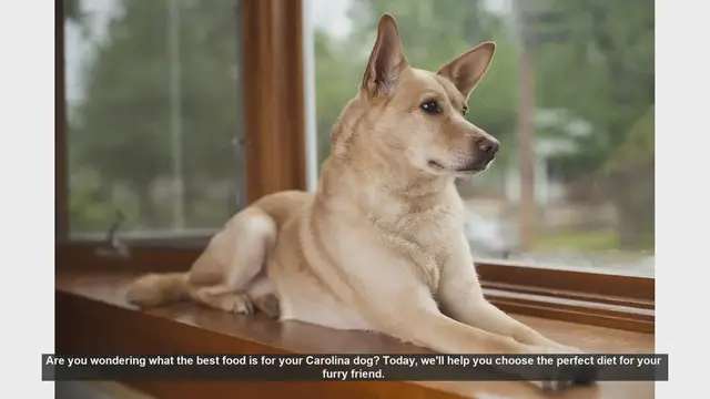 Video thumbnail for Best Diet Tips for Your Carolina Dog: Keep Them Healthy and Happy!