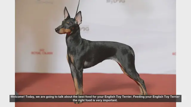 Video thumbnail for Best Food for Your English Toy Terrier: A Complete Guide