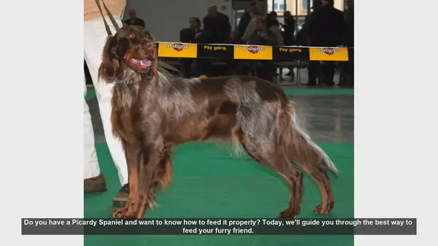 Video thumbnail for How to Properly Feed Your Picardy Spaniel