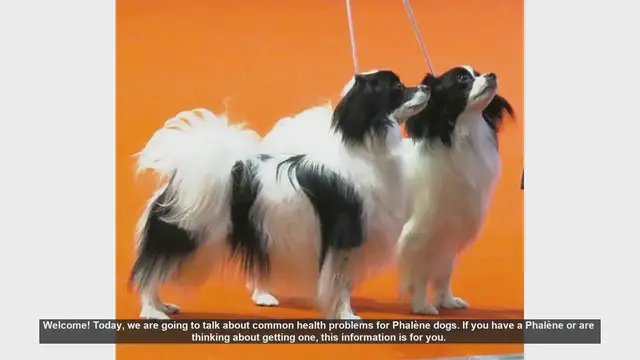 Video thumbnail for Common Health Problems in Phalène Dogs: Tips for Care
