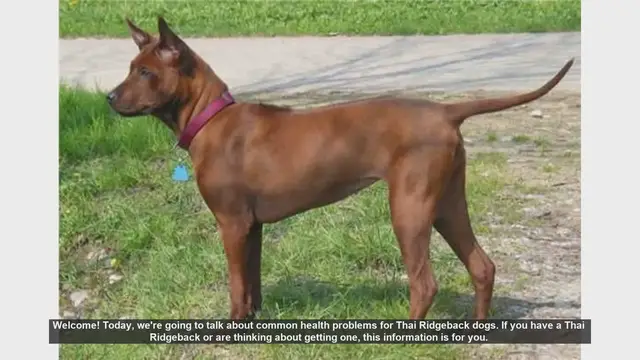 Video thumbnail for Common Health Problems in Thai Ridgeback Dogs