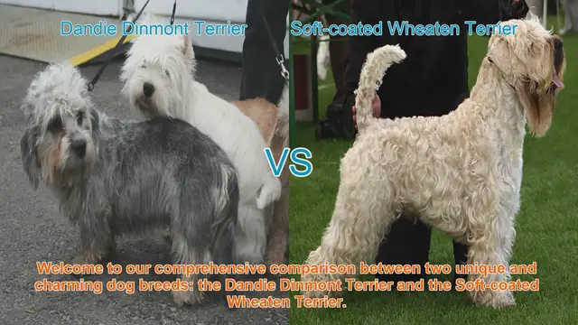 Video thumbnail for Comparing Dandie Dinmont Terrier and Soft-coated Wheaten Terrier: A Comprehensive Guide