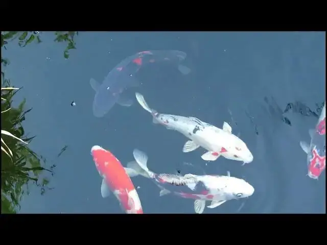 Video thumbnail for Top Koi Fish Competitions in Japan: A Celebration of Beauty and Tradition