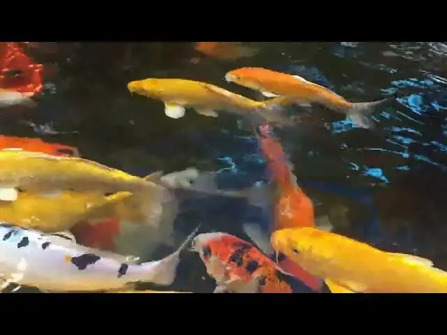 Video thumbnail for The Koi Fish and the Dragon: A Tale of Perseverance