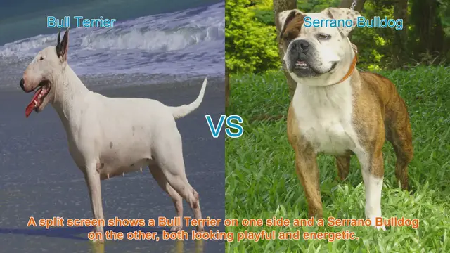 Video thumbnail for Bull Terrier vs. Serrano Bulldog: A Breed Comparison