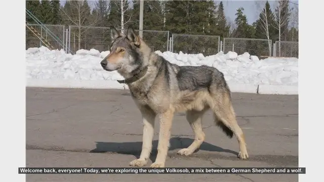Video thumbnail for Volkosob: The Ultimate Guide to Owning a German Shepherd-Wolf Hybrid