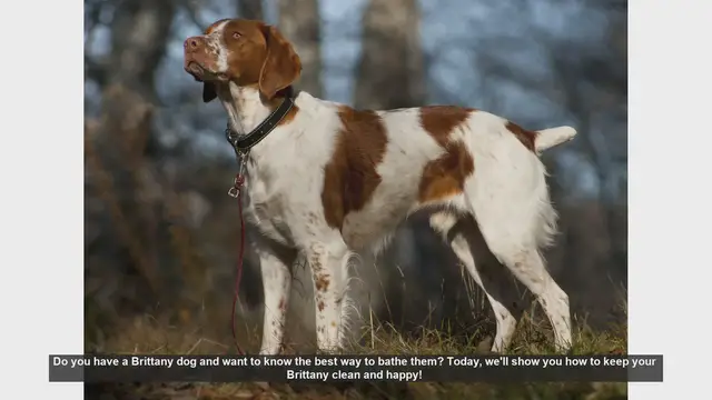 Video thumbnail for How to Bathe Your Brittany Dog: Step-by-Step Guide