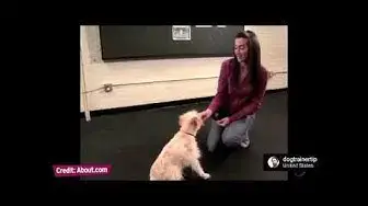 'Video thumbnail for Dog training, teach your dog to Roll Over #dogtrainertip'