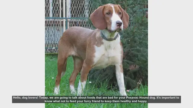 Video thumbnail for Dangerous Foods for Your Posavac Hound: Keep Your Dog Safe!