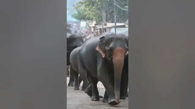 Video thumbnail for Elephant orphanage in Sri Lanka #shorts