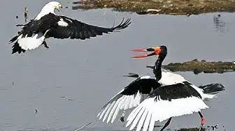 Video thumbnail for African Fish Eagle Steals a Saddle-Billed Stork's Well Earned Meal