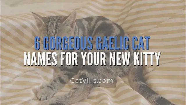 Video thumbnail for 6 GORGEOUS GAELIC CAT NAMES FOR YOUR NEW KITTY