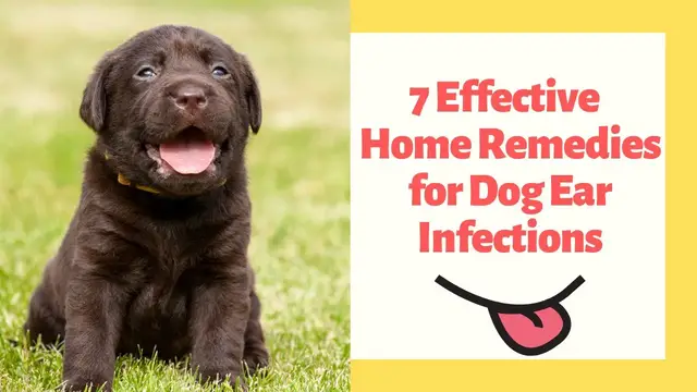'Video thumbnail for 7 Effective Natural Home Remedies for Dog Ear Infections'