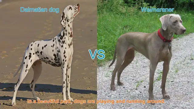 Video thumbnail for Dalmatian vs. Weimaraner: A Comparison of Two Athletic Dog Breeds