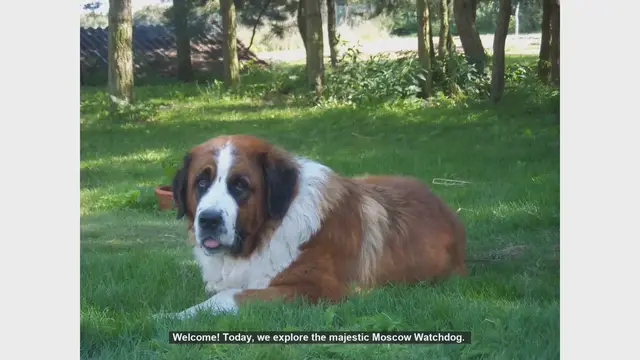 Video thumbnail for Top 10 Fascinating Facts About the Moscow Watchdog