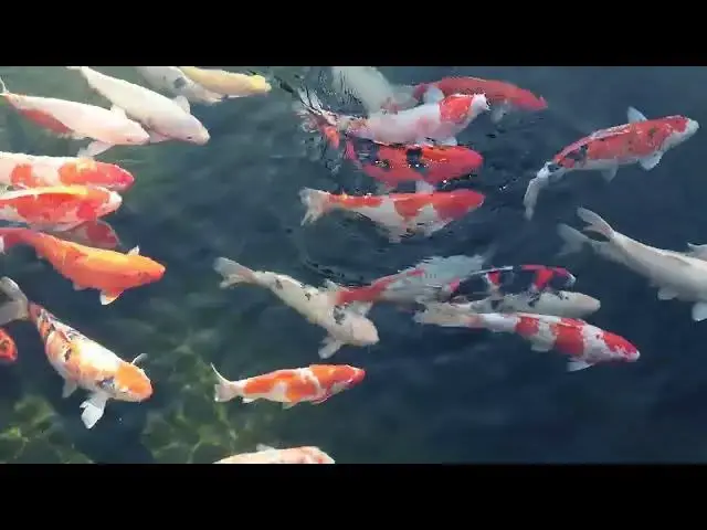 Video thumbnail for How to Compete in National Koi Fish Competitions