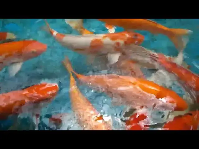 Video thumbnail for Koi Fish Genetics: The Science Behind Breeding Beautiful Koi