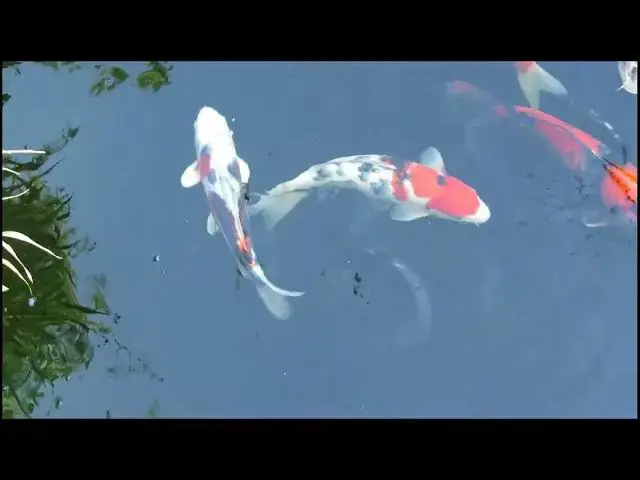 Video thumbnail for Summer Koi Pond Care: Maintaining Water Quality