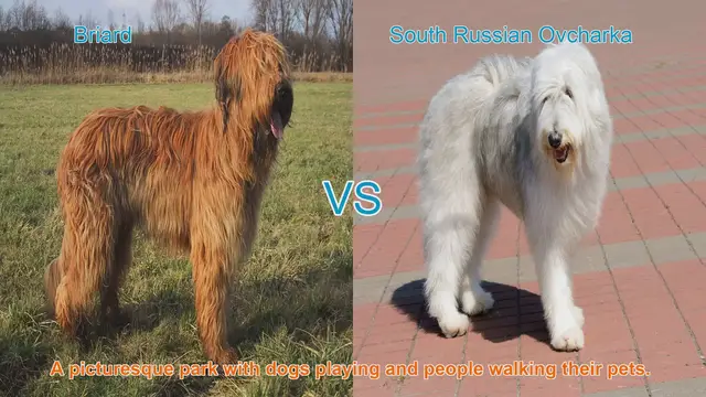 Video thumbnail for Briard VS South Russian Ovcharka