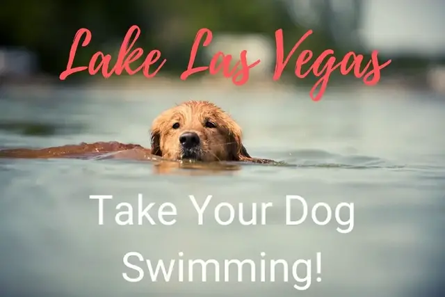 Video thumbnail for Take Your Dog Swimming at Lake Las Vegas!