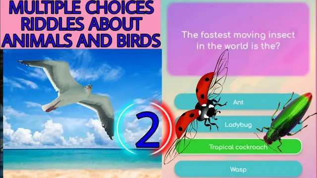 Video thumbnail for Synthesis of multiple choice riddles about animals and birds #2 | What is the largest seabird