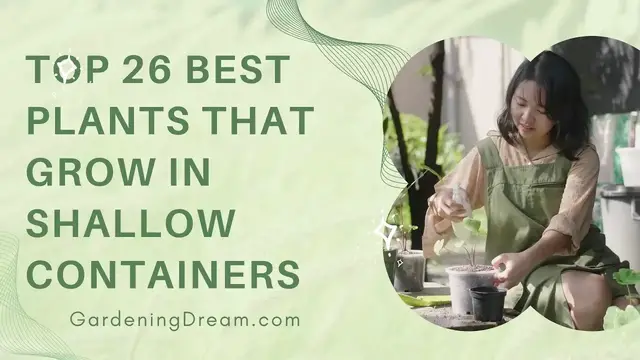Video thumbnail for Top 26 Best Plants That Grow In Shallow Containers