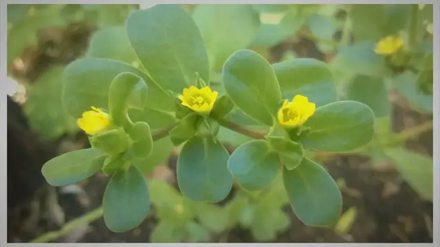 Video thumbnail for What Does Purslane Look Like? (Simple Visual Guide)