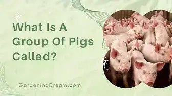 Video thumbnail for What Is A Group Of Pigs Called?