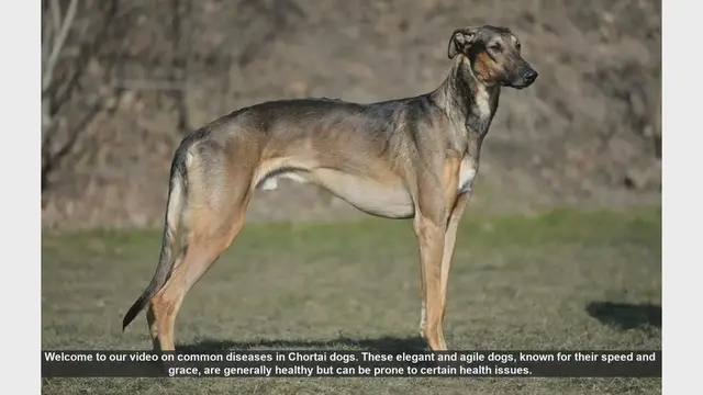 Video thumbnail for Common Health Issues in Chortai Dogs: Prevention and Management