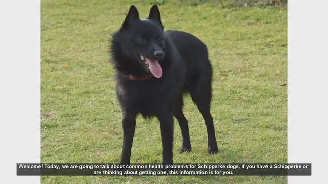 Video thumbnail for Common Health Problems in Schipperke Dogs: What You Need to Know