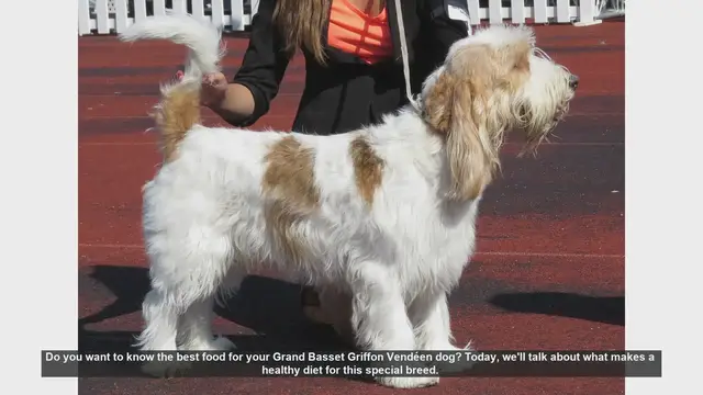 Video thumbnail for Best Diet Tips for Your Grand Basset Griffon Vendéen