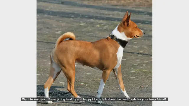 Video thumbnail for Top Foods to Keep Your Basenji Dog Healthy and Happy