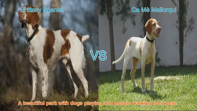 Video thumbnail for Comparing Brittany Spaniel and Ca Mè Mallorquí Dog Breeds