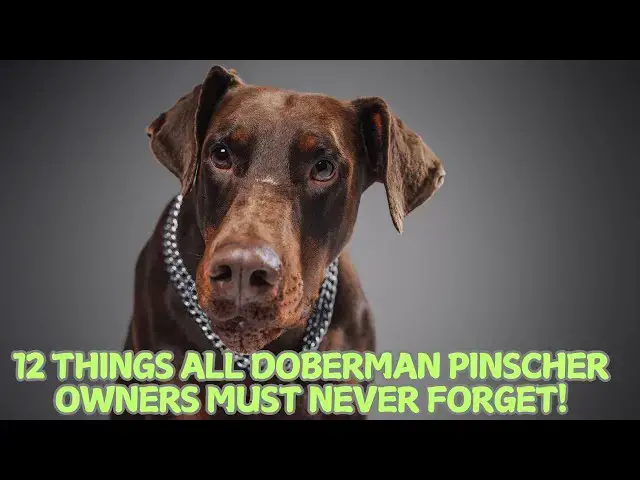 Video thumbnail for 12 Things All Doberman Pinscher Owners Must Never Forget! 🐕✨