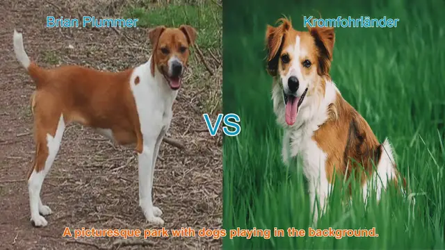 Video thumbnail for Exploring the Brian Plummer Terrier and Kromfohrländer Dog Breeds