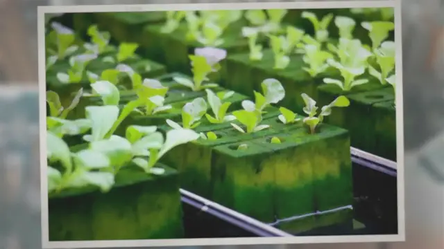 Video thumbnail for What Is Rockwool for Plants Made Of?