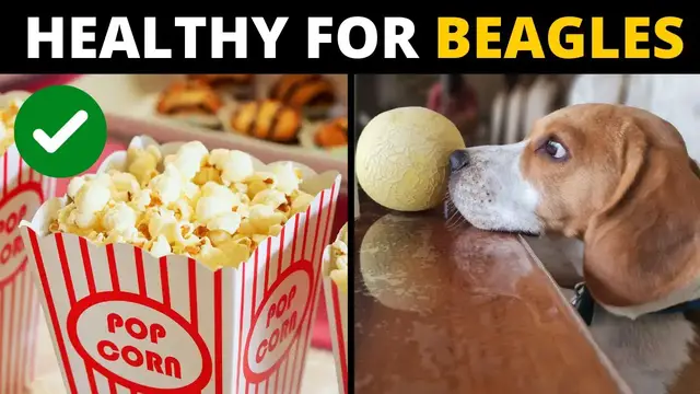 Video thumbnail for 10 Human Foods that are Actually GOOD for Beagles