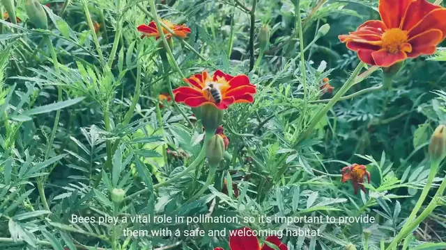 Video thumbnail for Beekeeping Basics: Creating a Bee Friendly Environment