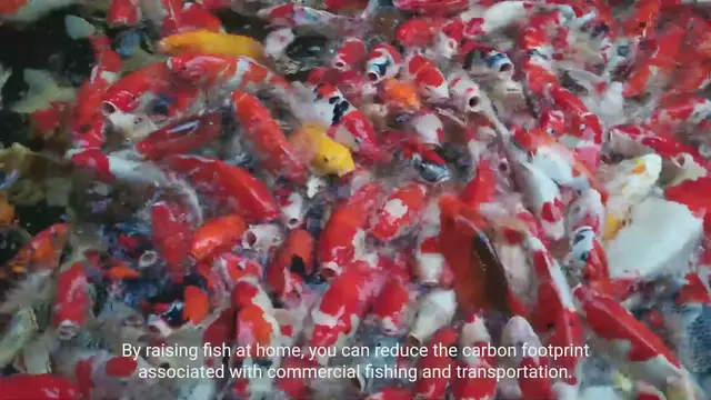 Video thumbnail for The Environmental and Nutritional Benefits of Home Based Fishing Farms