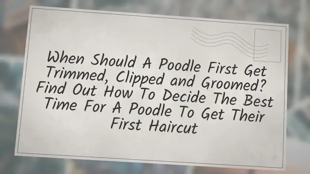 'Video thumbnail for When Should A Poodle First Get Trimmed, Clipped and Groomed? Find Out How To Decide The Best Time For A Poodle To Get Their First Haircut'