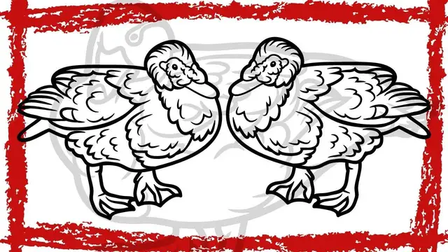 Video thumbnail for Muscovy Duck Sounds, Calls, Noises, Song & Voice