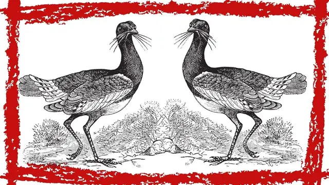 Video thumbnail for Great Bustard (Otis Tarda) Video | Great Bustard Sound | Great Bustard Call