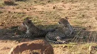 Video thumbnail for Never Before Seen Sighting in the Wild!