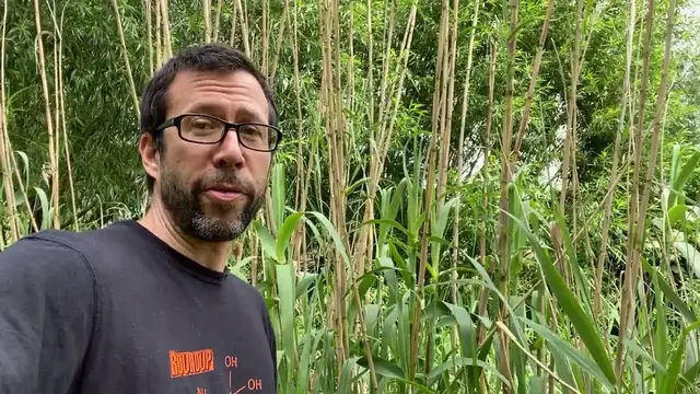 Video thumbnail for Arundo donax is not bamboo